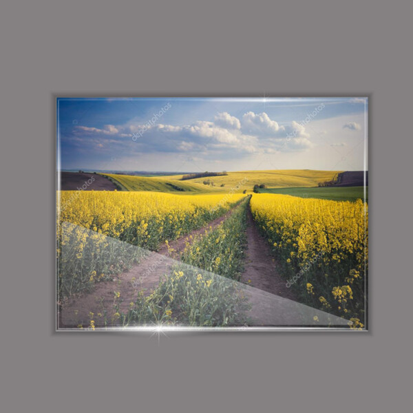 הדמיה של זכוכית מחוסמת על הקיר - שדה צהוב ושמיים מעוננים - תמונת טבע ונוף - 78067228