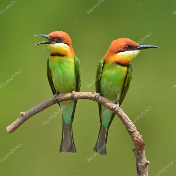 זוג ציפורים מסוג אוכל דבורים יושבות על ענף עם רקע ירוק_66254703