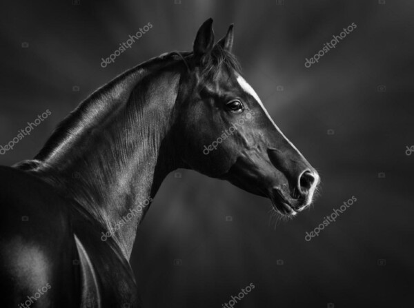 פורטרט של סוס ערבי - תמונת שחור-לבן - _14005775