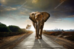 פיל מהלך - תמונת נוף עם שביל עליו הולך לכיוון המצלמה פיל אחד