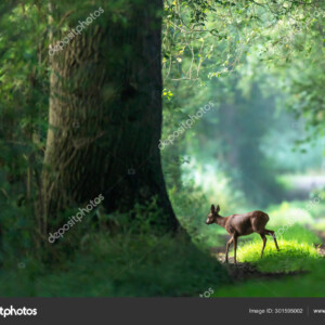 צבי חוצה שביל ביער - תמונת יער בקיץ_301595002