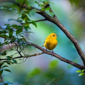 ציפור צהובה יושבת על ענף עץ ביום מעונן
