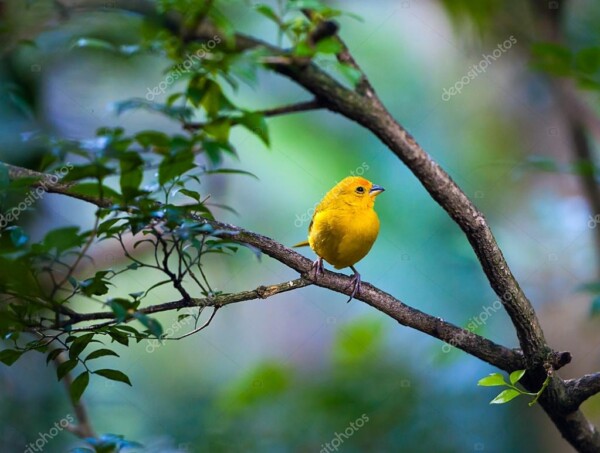 ציפור צהובה יושבת על ענף עץ ביום מעונן