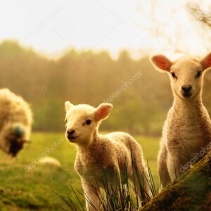 טלאים וכבשים רועים בשדה - תמונת טבע וחיות _9422846
