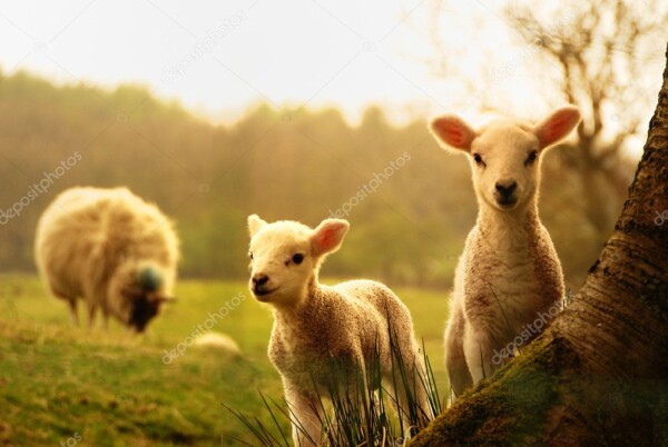 טלאים וכבשים רועים בשדה - תמונת טבע וחיות _9422846