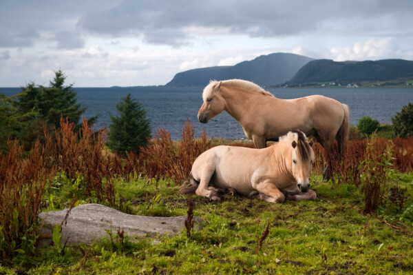 סוסים נחים בנוף ציורי - תמונת טבע נוף וחיות בטבע - הרים וכר דשא עם סוסים_71036609_XL_by_Alexanderkonsta