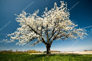 עץ מלבלב באביב - צילום טבע ונוף_2310024