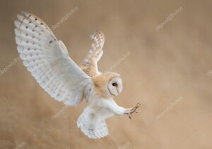 תנשמת לבנה או ינשוף לבן עף עם כנפיים פרושות - תמונת טבע וחיות_106944752