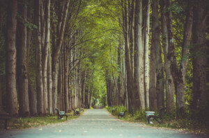 שדרת אספלט עם ספסלים בתוך יער עצים גבוהים משני הצדדים של השדרה - תמונת טבע ונוף - תמונת טיולים ודרכים - תמונת יער - צלמת Kireyonok_140012006
